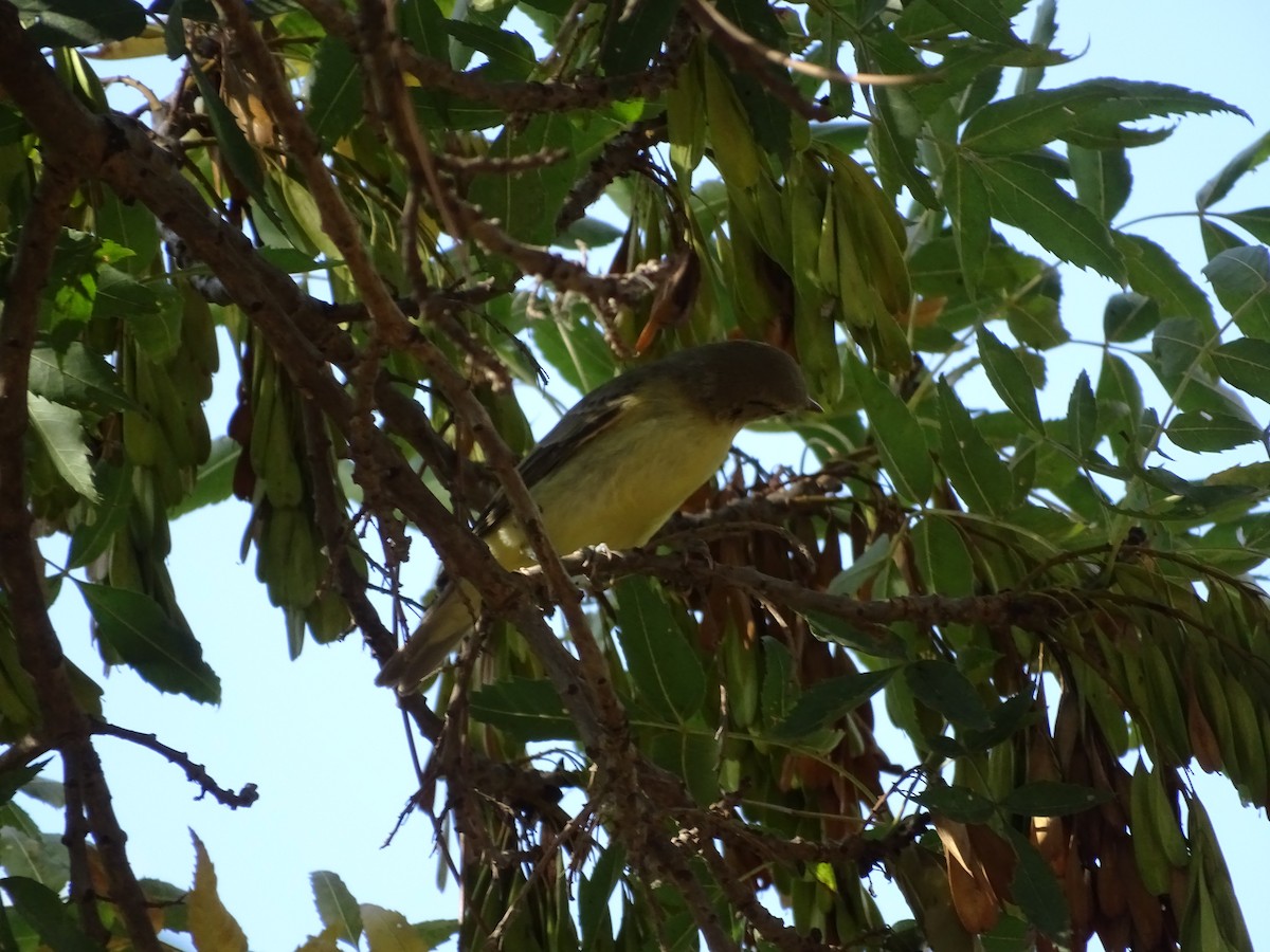 Canapino maggiore - ML640666527