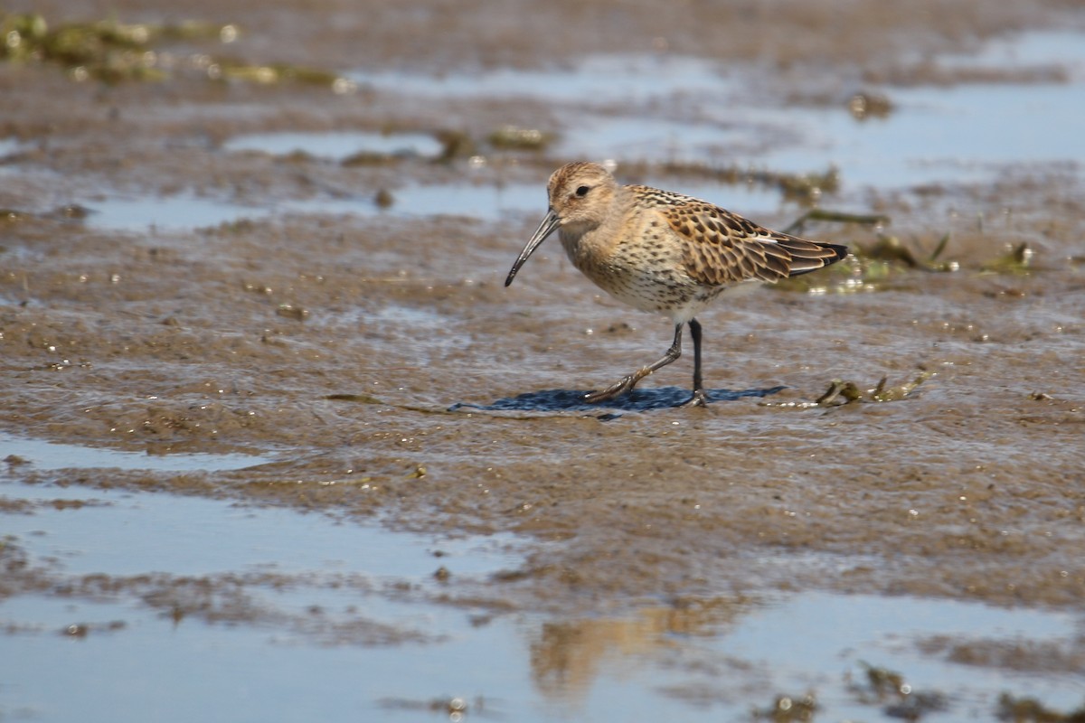 Dunlin - ML640666562