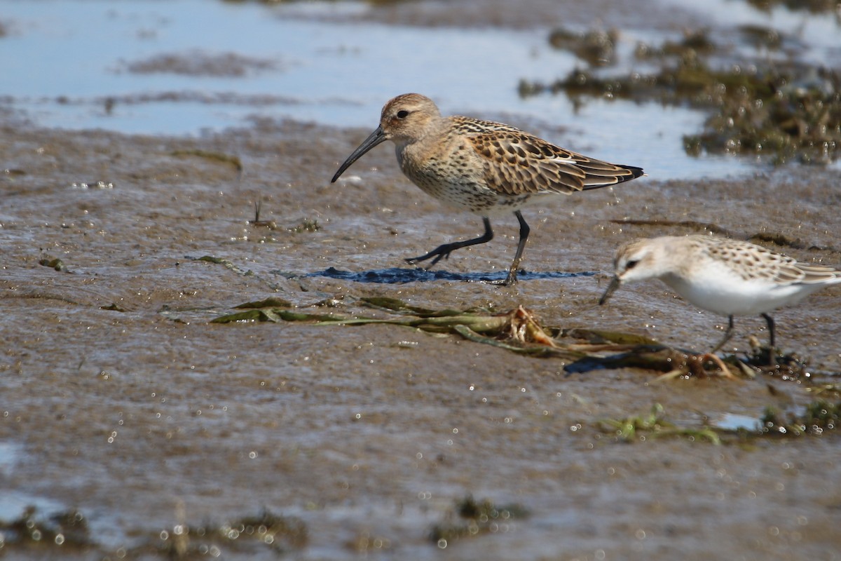 Dunlin - ML640666563
