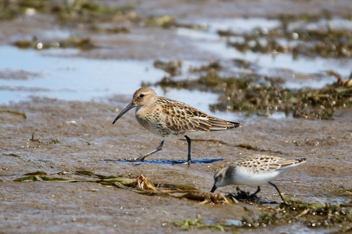 Dunlin - ML640666564