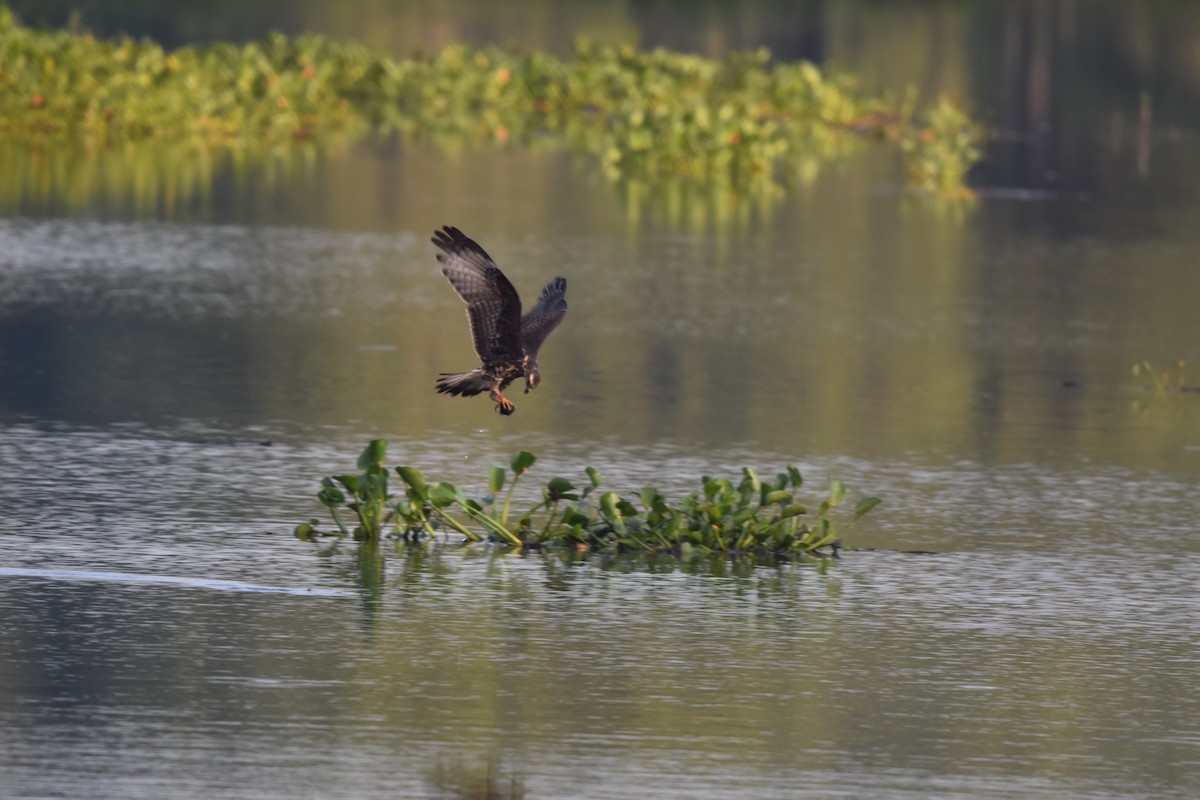 Snail Kite - ML640666604