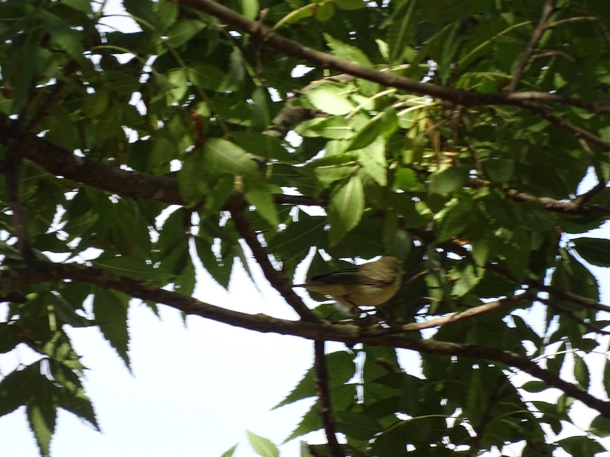 Canapino maggiore - ML640666768