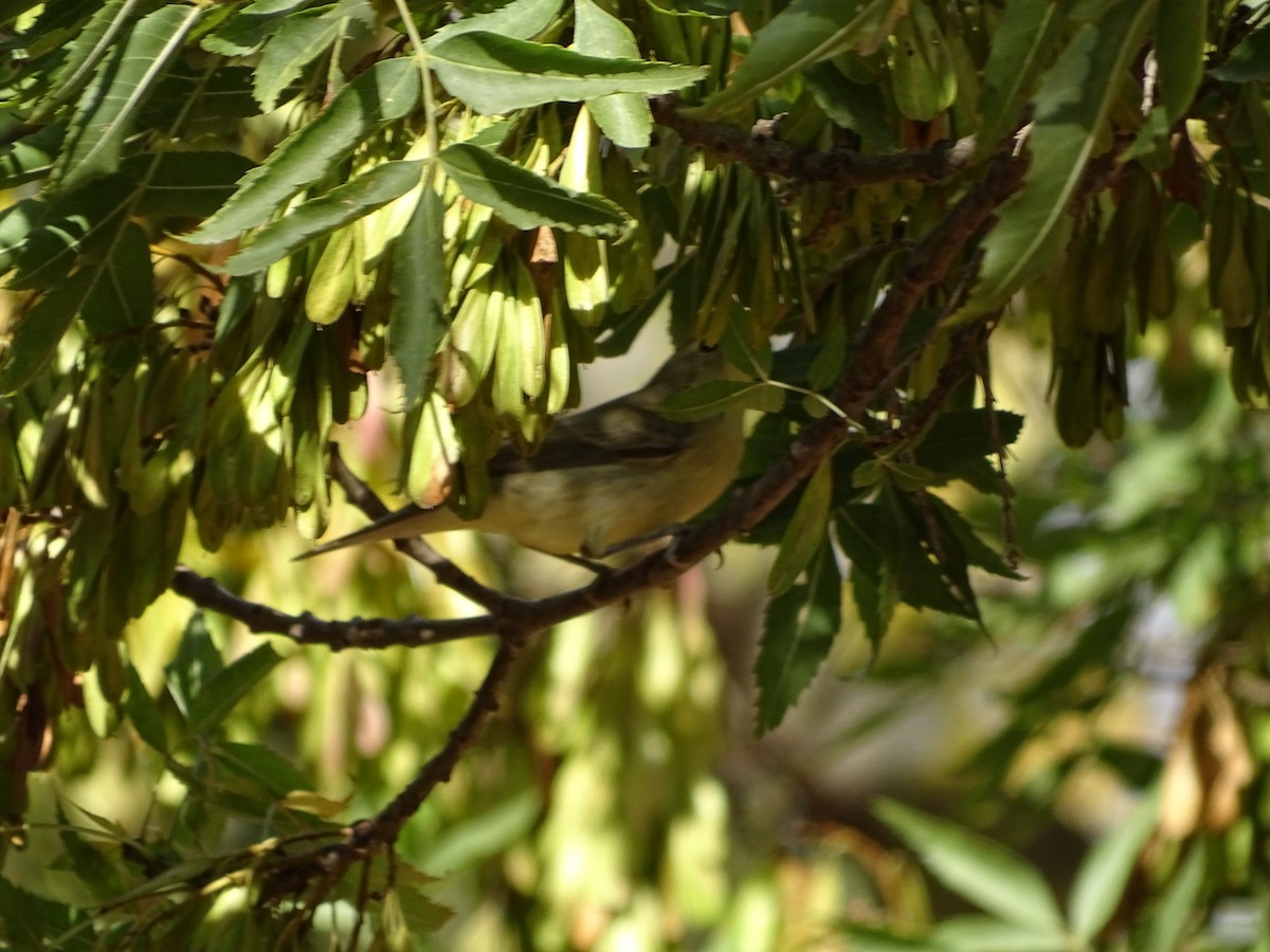 Canapino maggiore - ML640666769