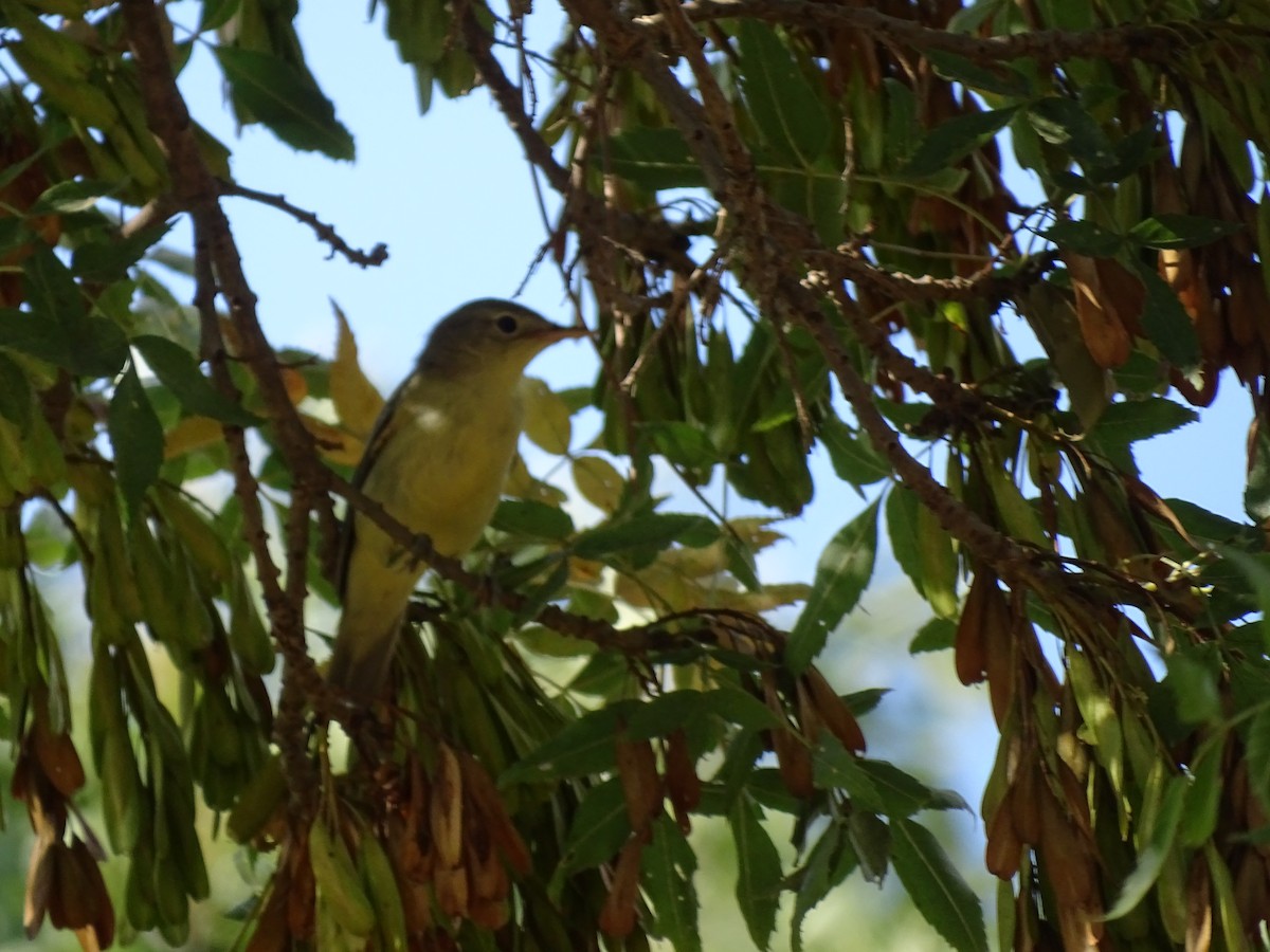 Canapino maggiore - ML640666770