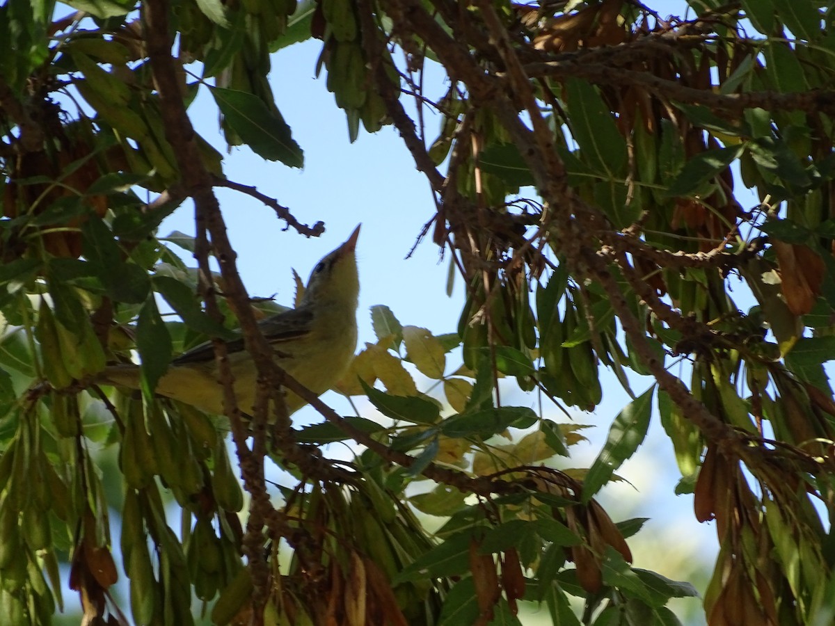 Canapino maggiore - ML640666772