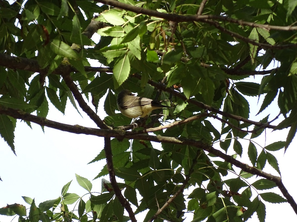 Canapino maggiore - ML640666773