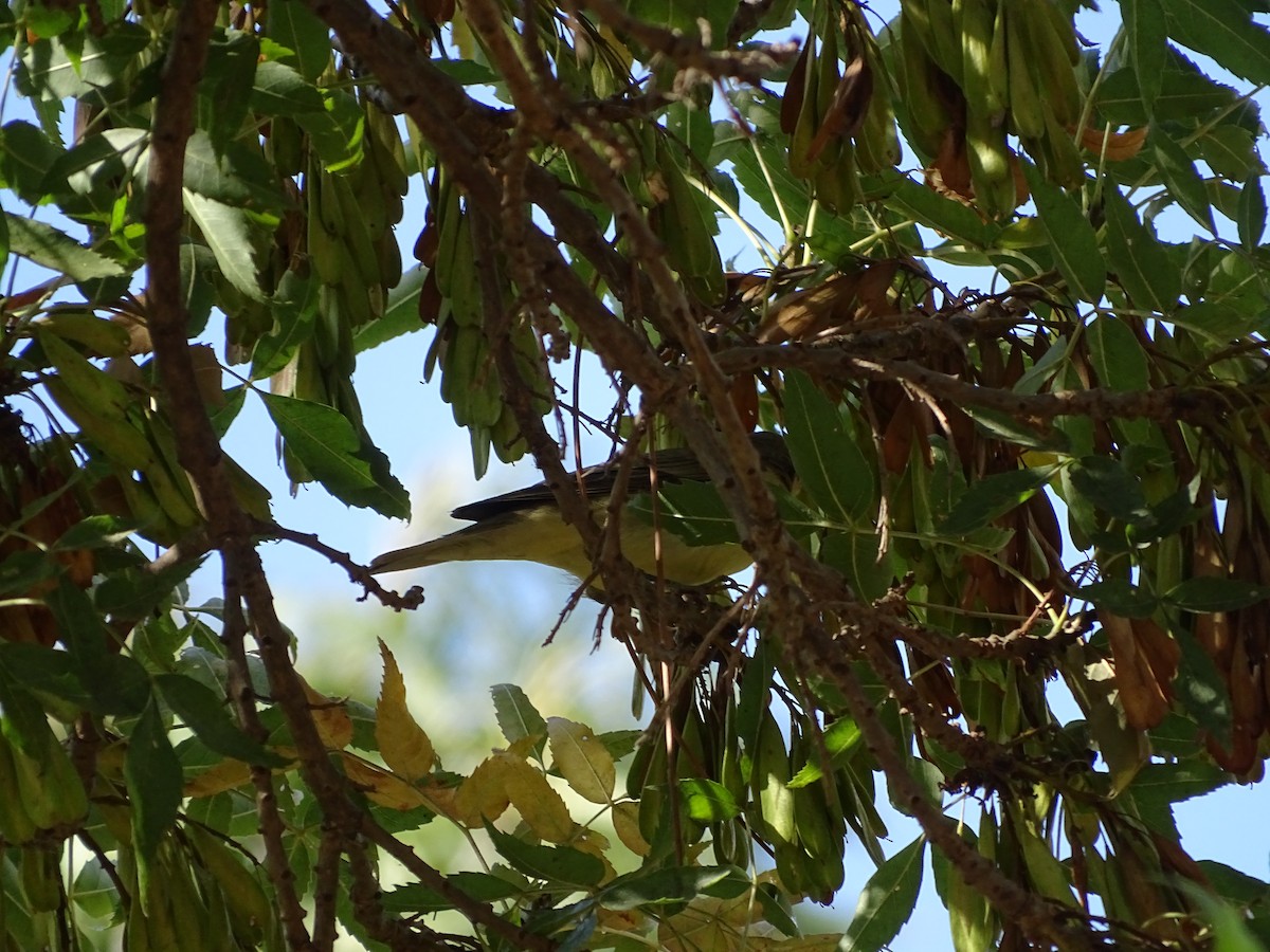 Canapino maggiore - ML640666776