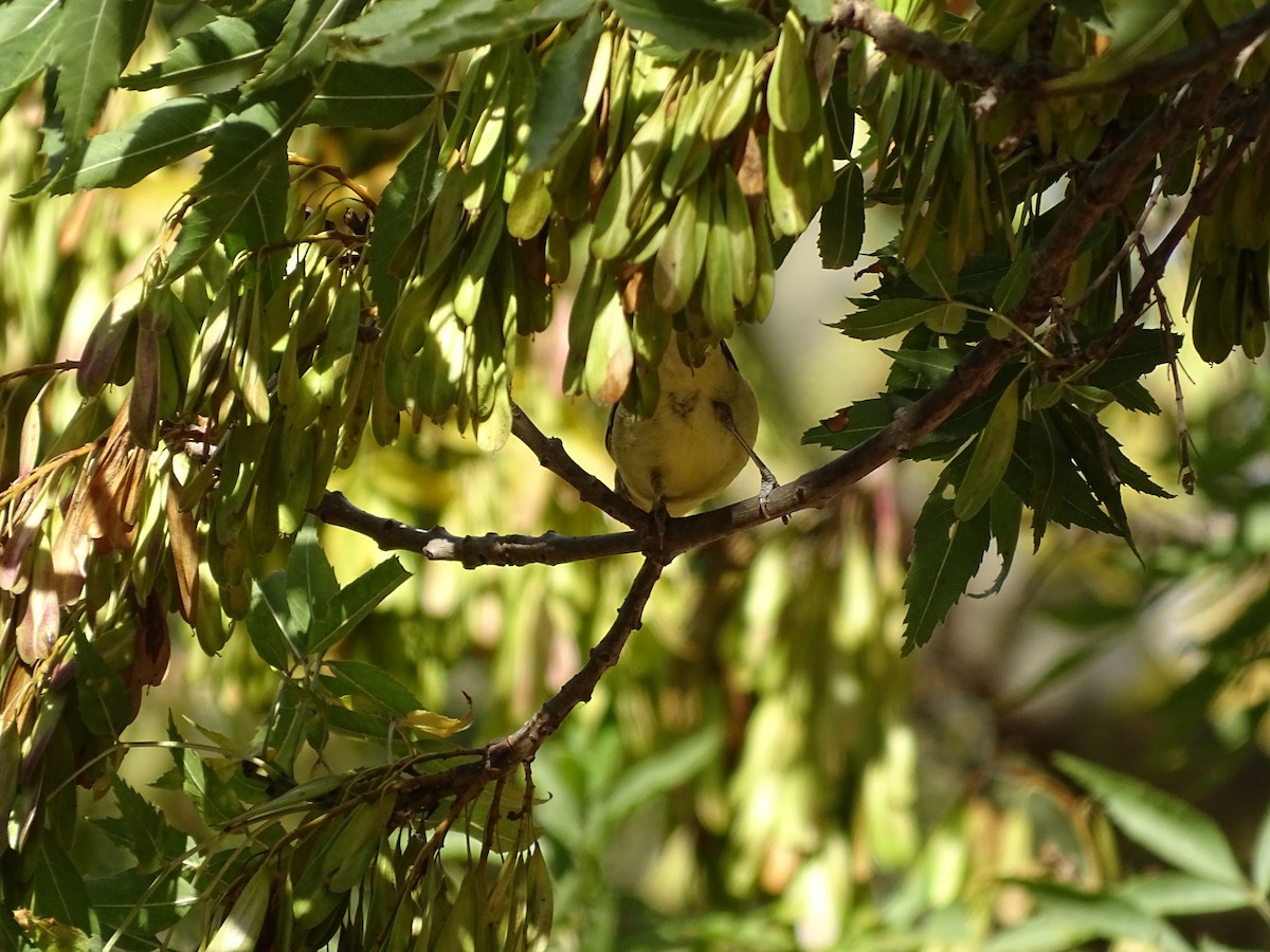 Canapino maggiore - ML640666778