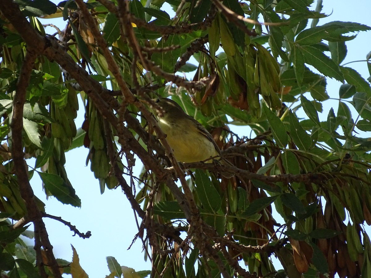 Canapino maggiore - ML640666779