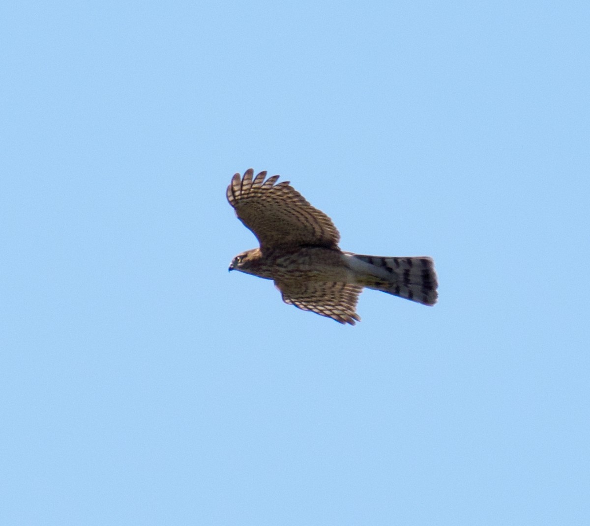 Cooper's Hawk - ML640666780