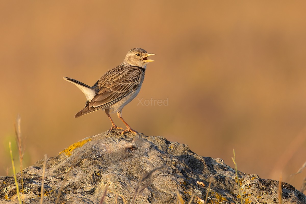 Calandra Lark - ML640666882