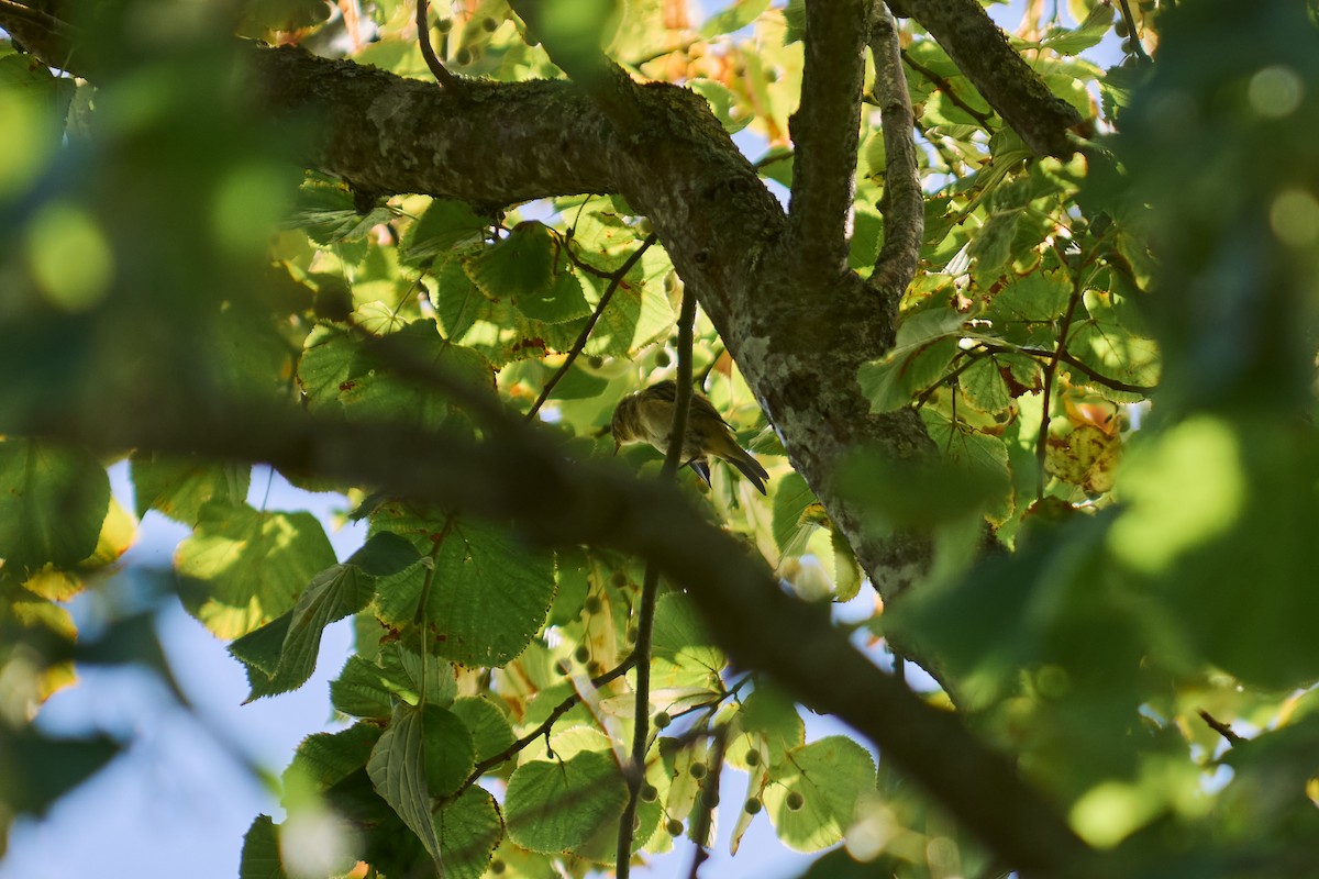 Урианхайн дууч шувуу - ML640666890