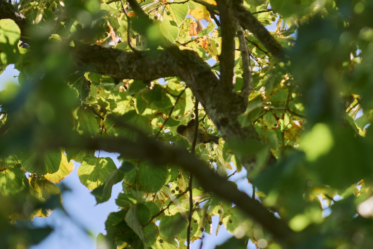 Урианхайн дууч шувуу - ML640666891