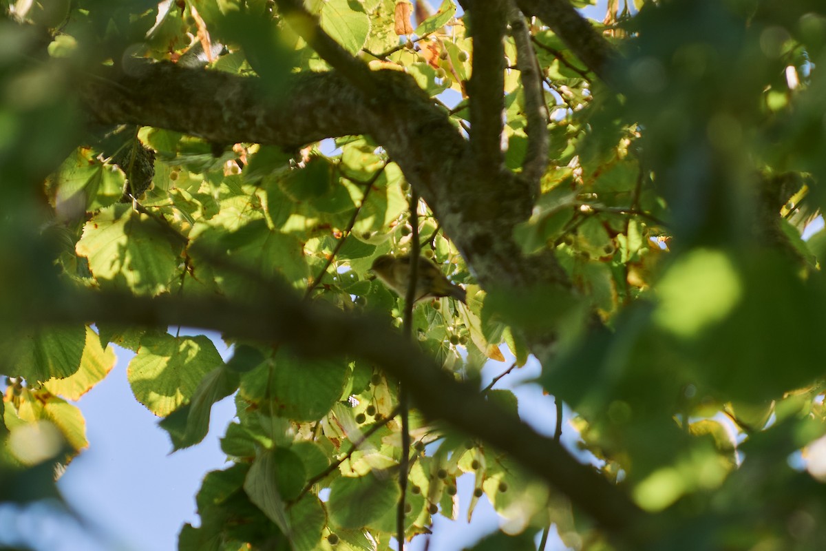 Урианхайн дууч шувуу - ML640666892