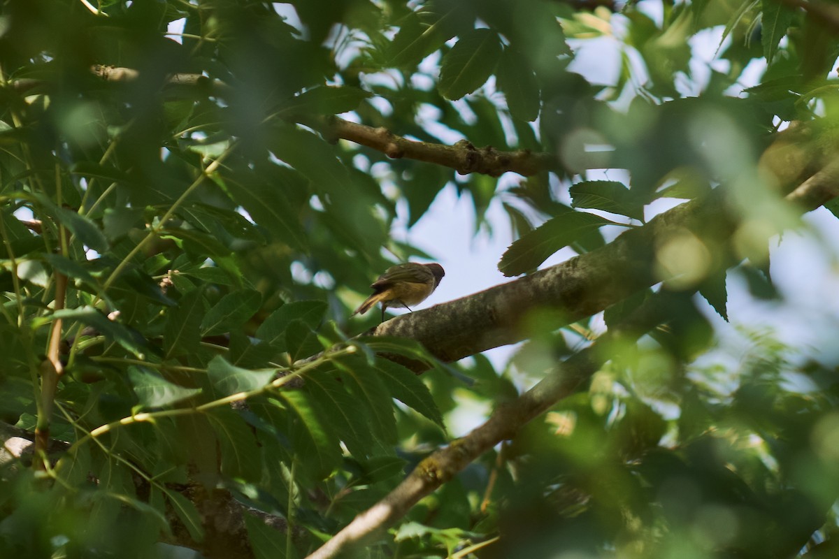 Урианхайн дууч шувуу - ML640666893