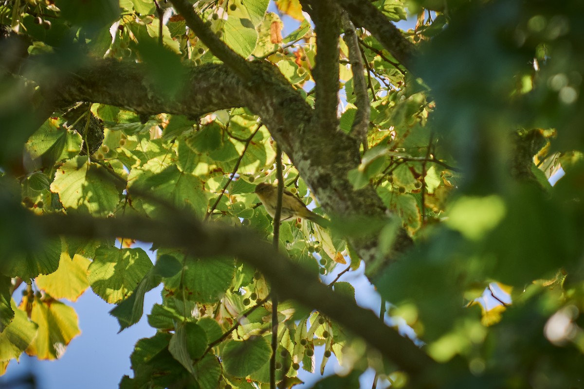 Урианхайн дууч шувуу - ML640666894