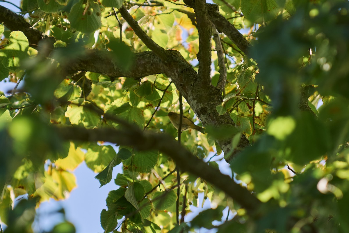 Урианхайн дууч шувуу - ML640666895