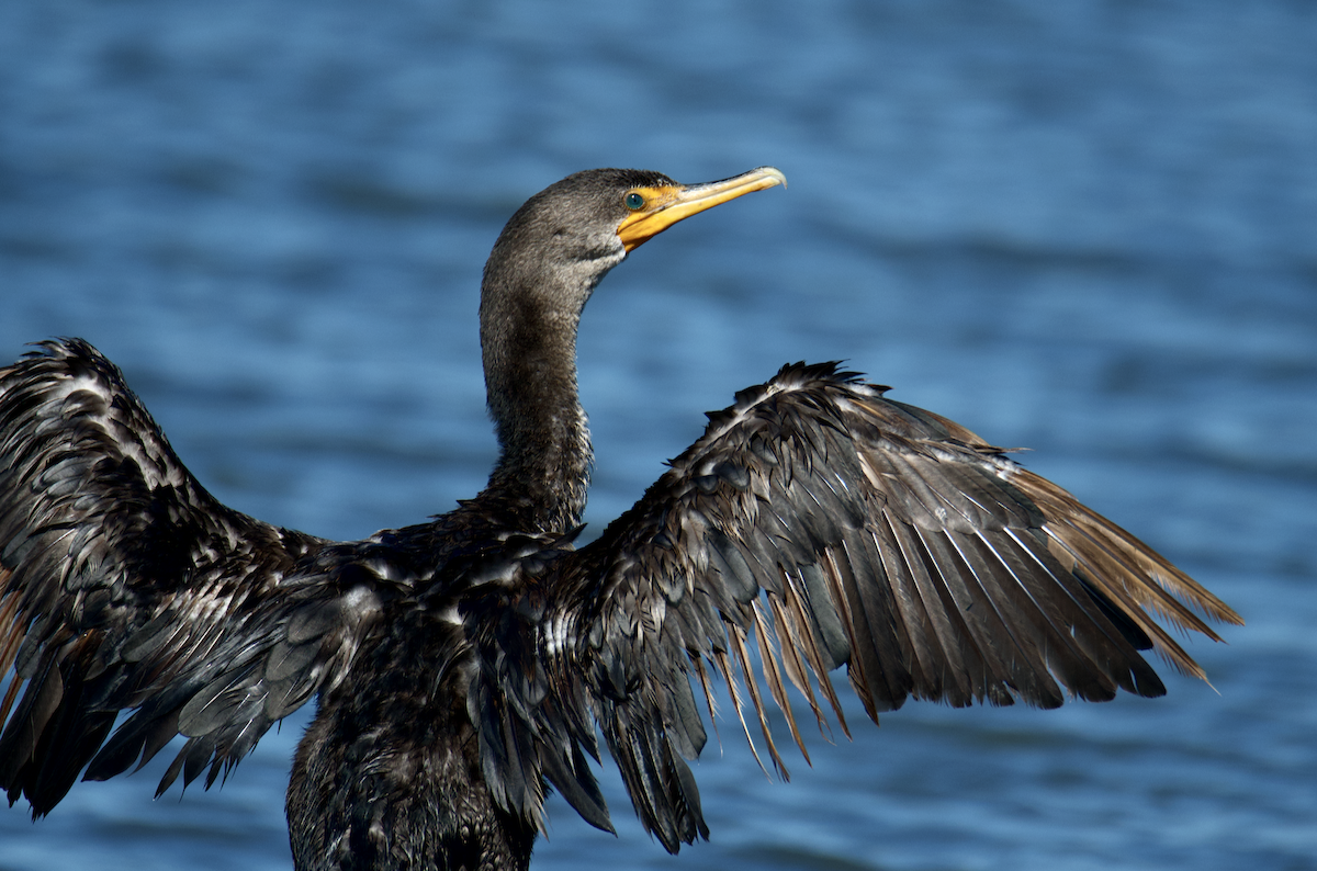 Double-crested Cormorant - ML640667011