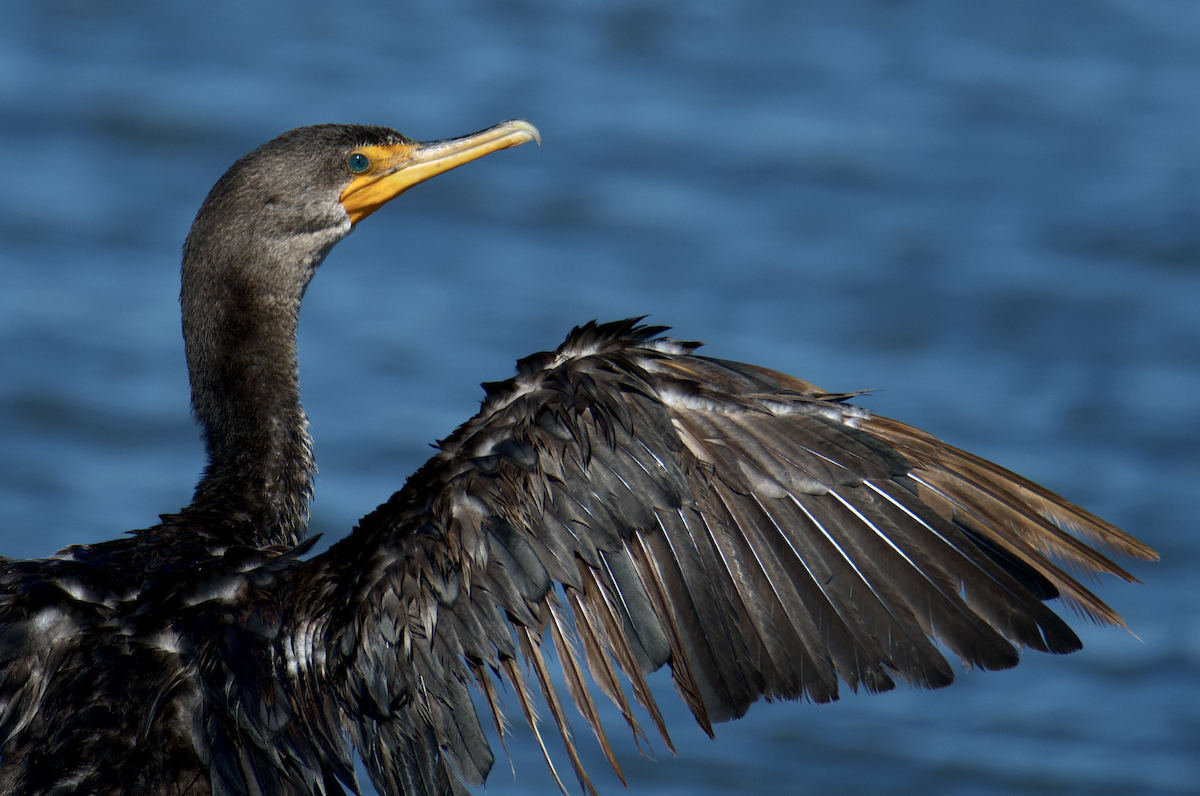 Double-crested Cormorant - ML640667012