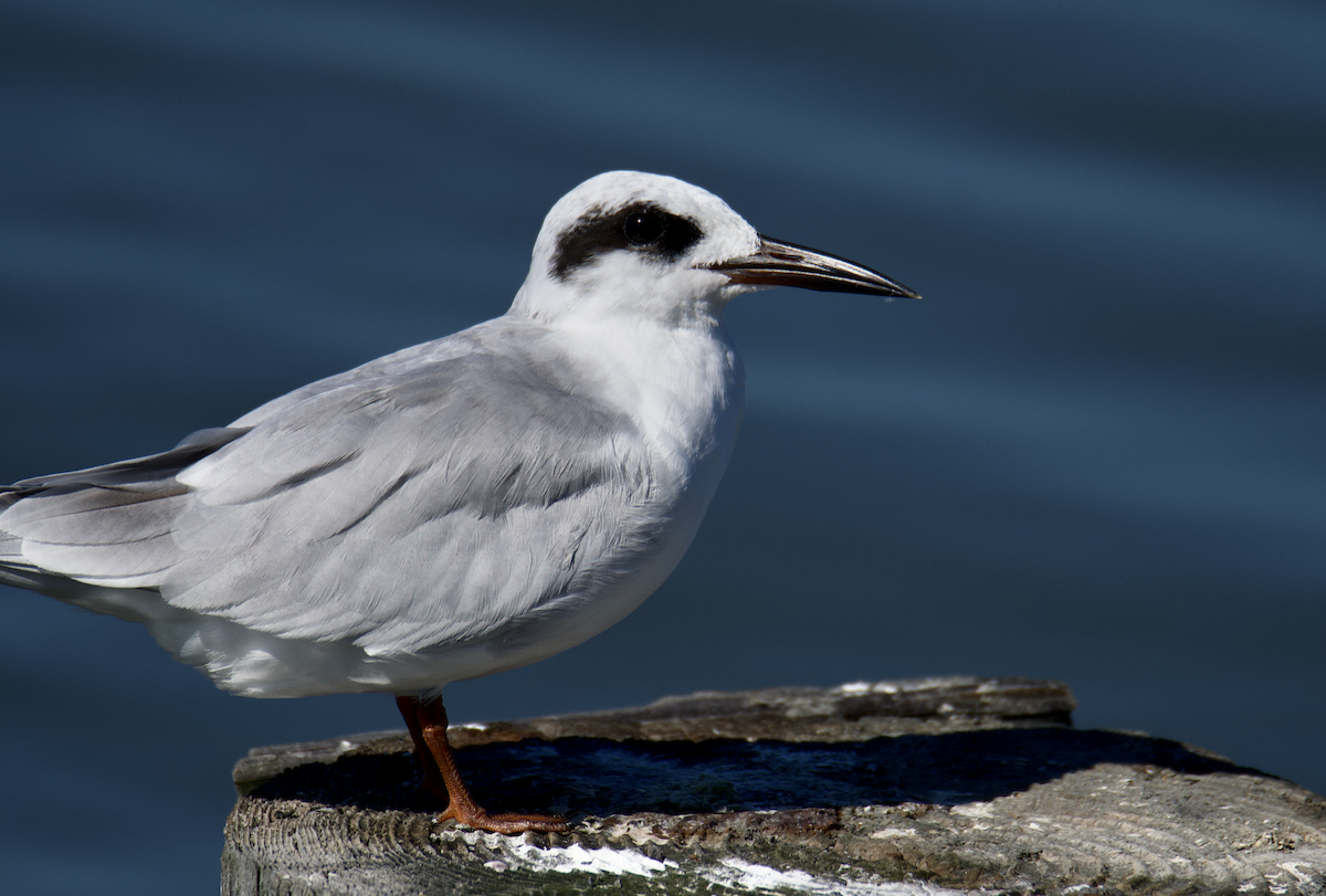 Forster's Tern - ML640667019