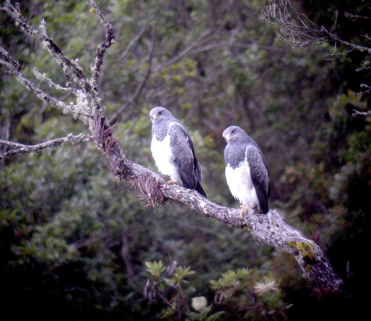 Black-chested Buzzard-Eagle - ML640667146