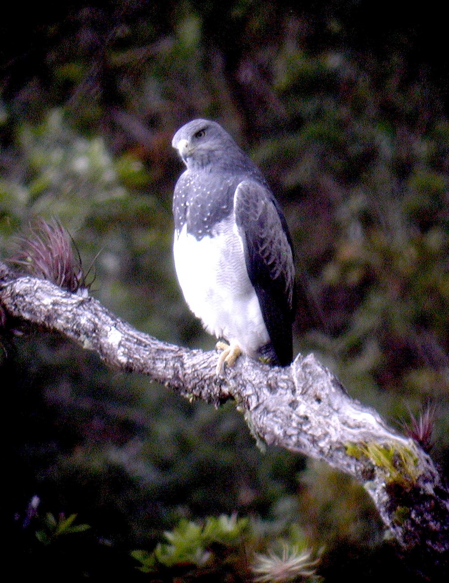 Black-chested Buzzard-Eagle - ML640667148