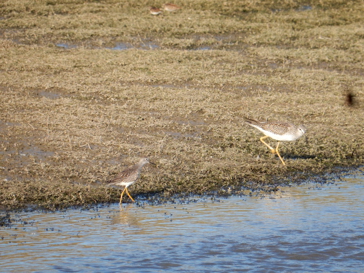 Lesser Yellowlegs - ML640667159