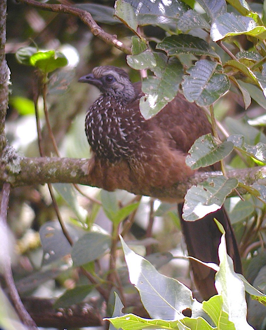 Bearded Guan - ML640667173