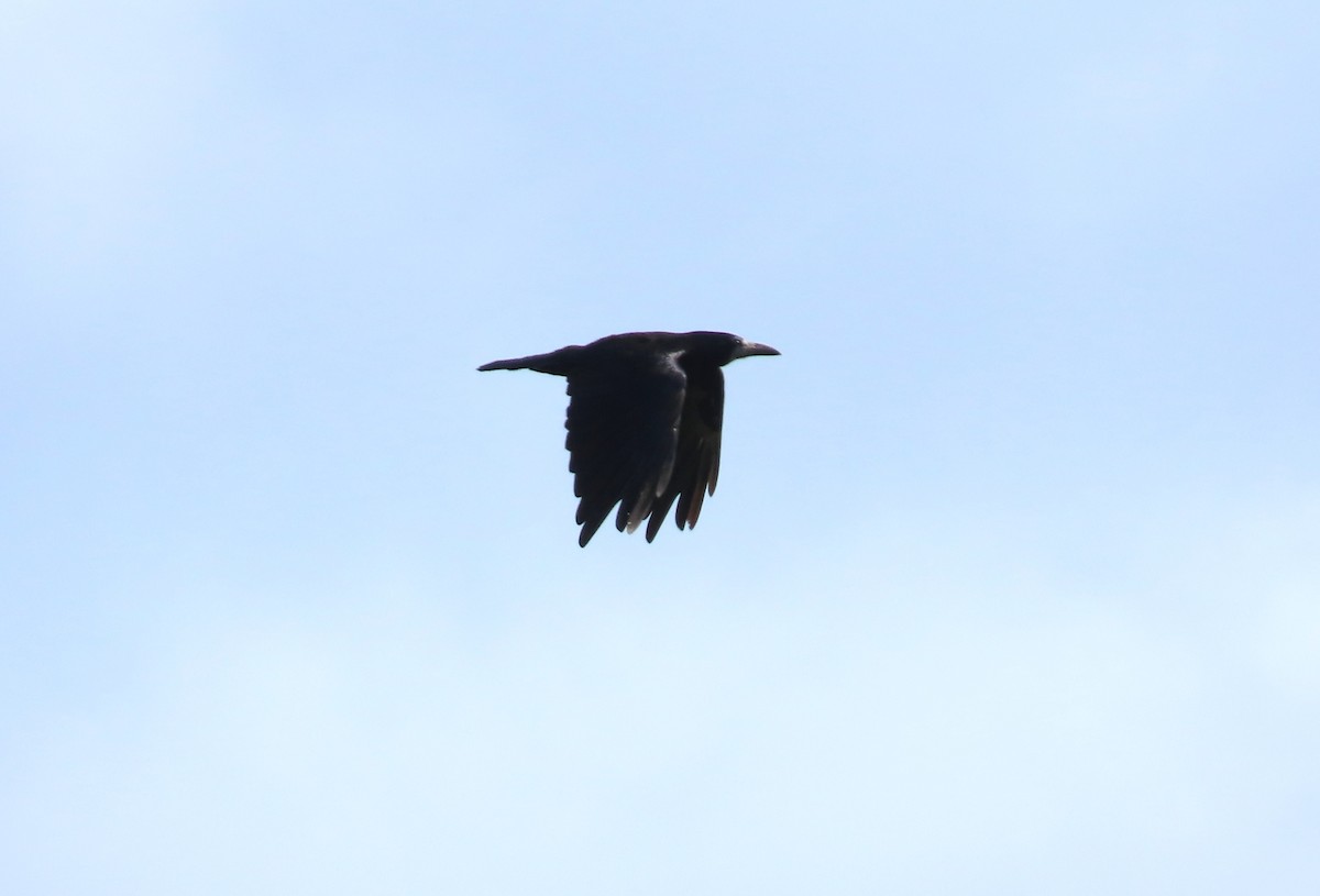 Rook - ML640667183