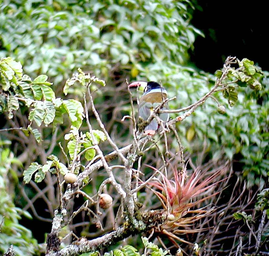 Gray-breasted Mountain-Toucan - ML640667214