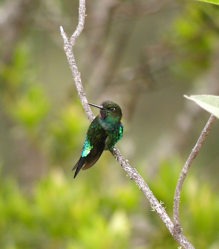 Glowing Puffleg - ML640667241