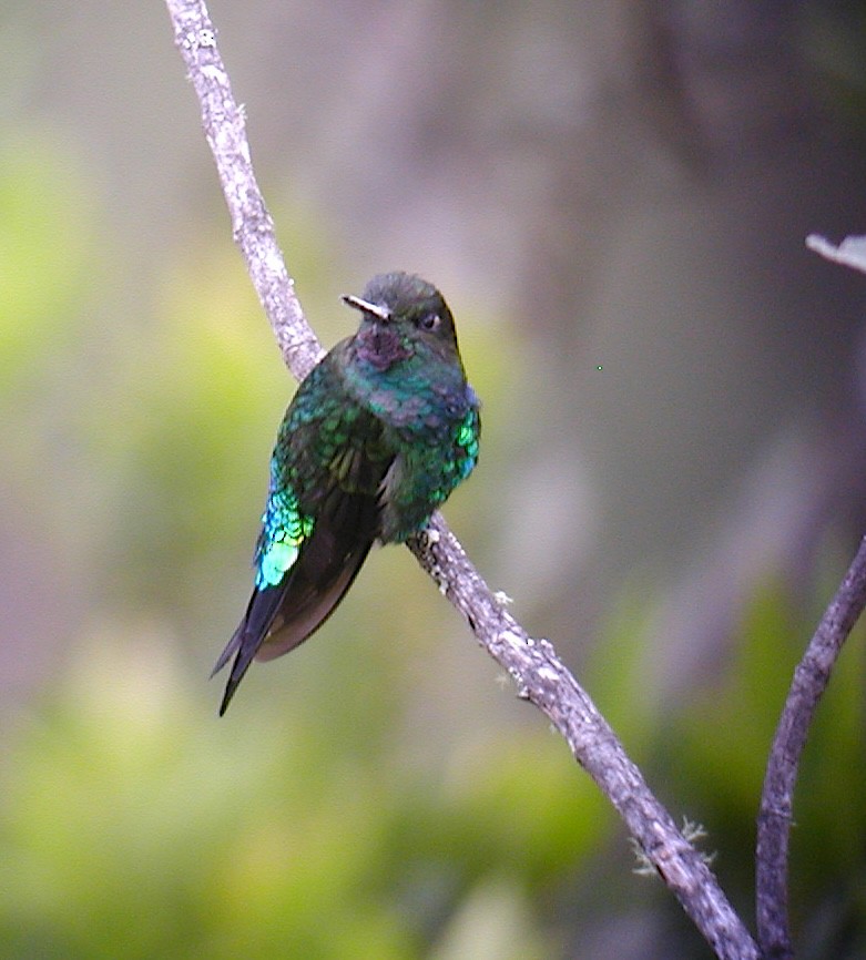Glowing Puffleg - ML640667244