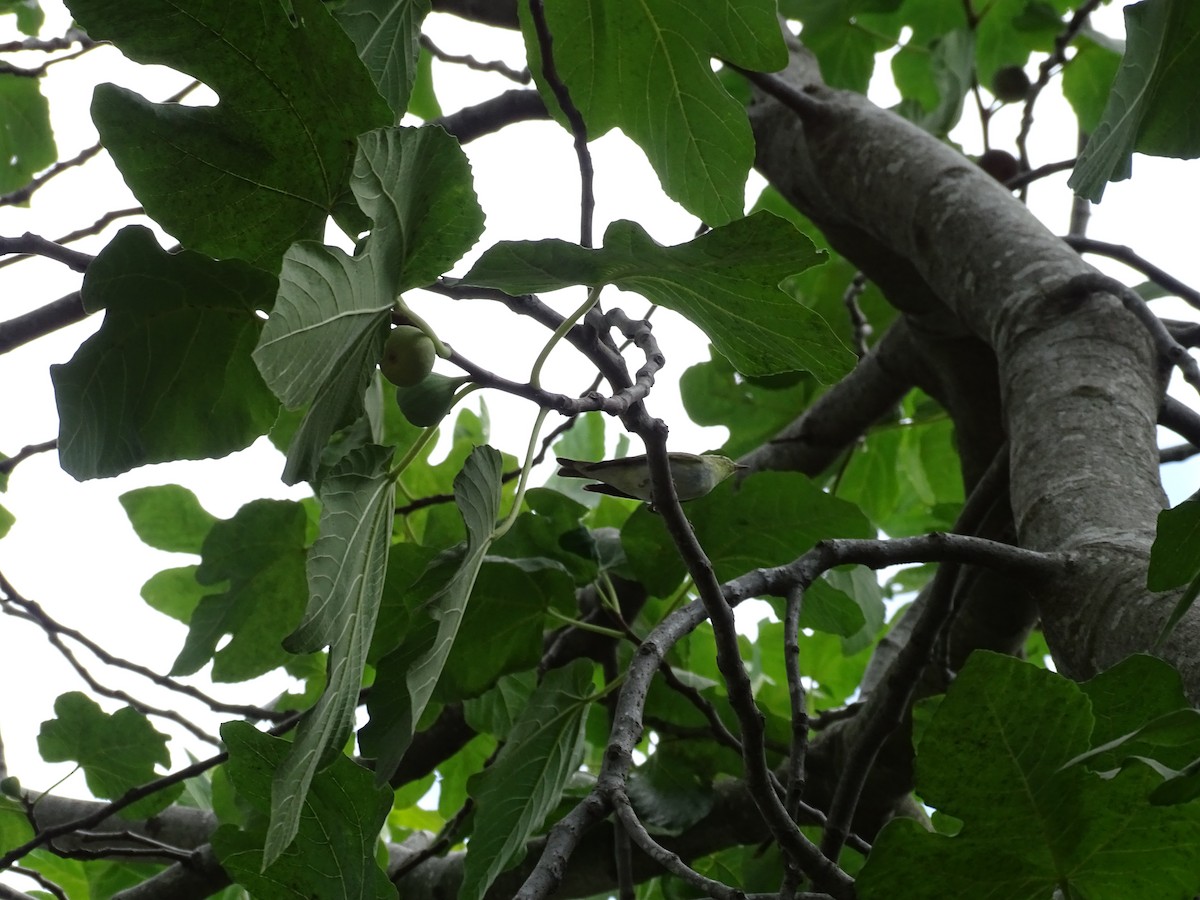 Luì verde - ML640667271