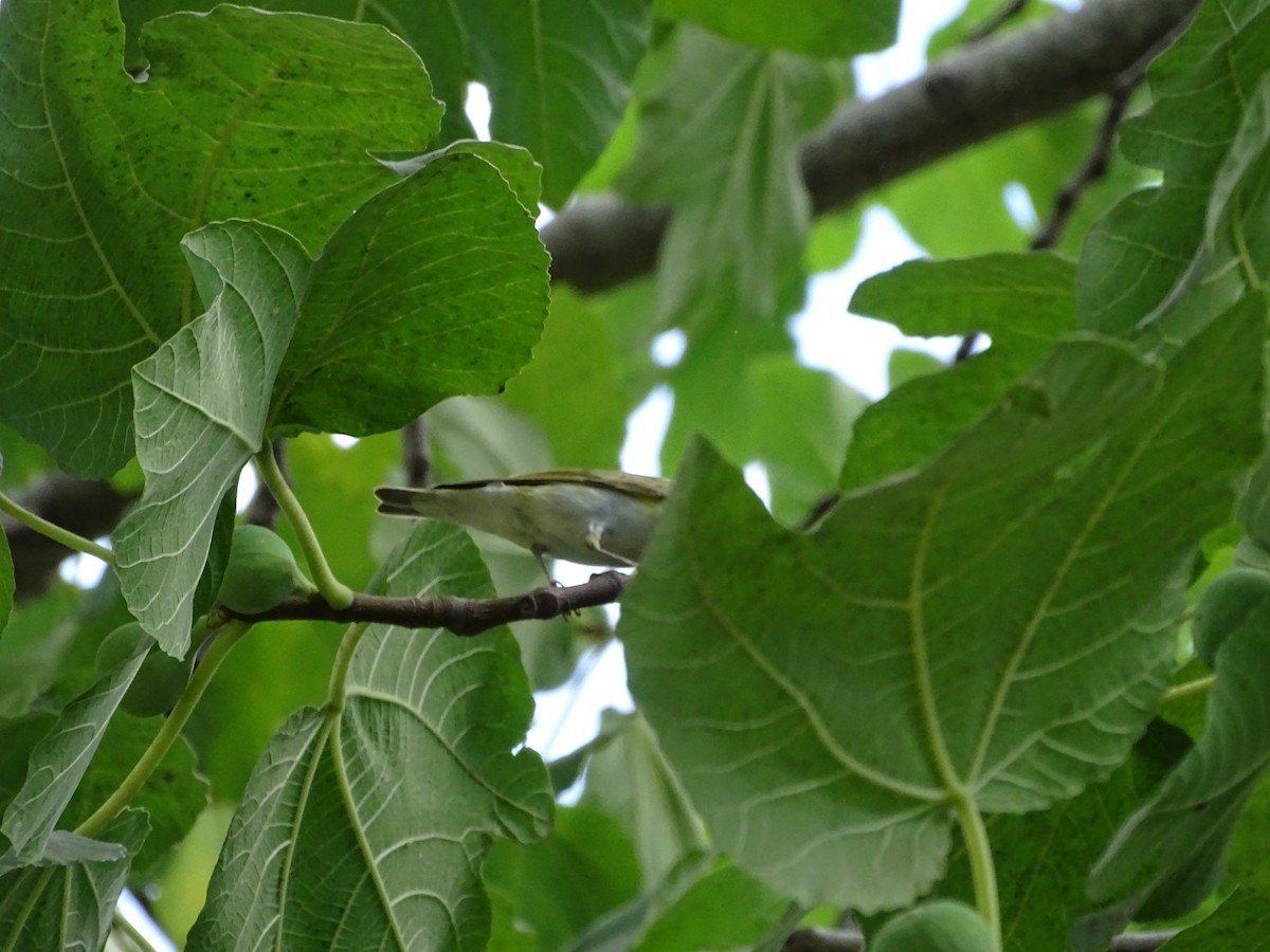 Luì verde - ML640667274