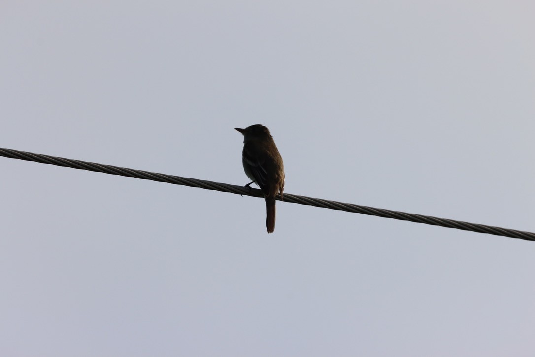 Alder Flycatcher - ML640667287