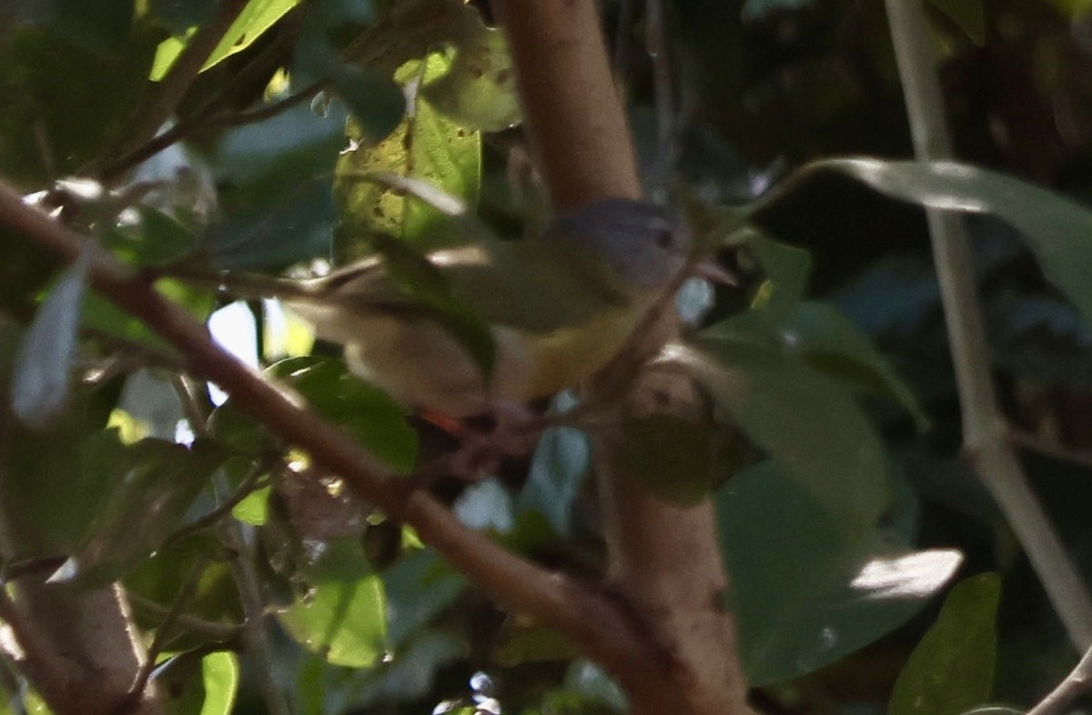 Ashy-headed Greenlet - ML640667351
