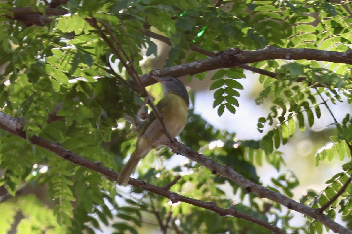 Ashy-headed Greenlet - ML640667352