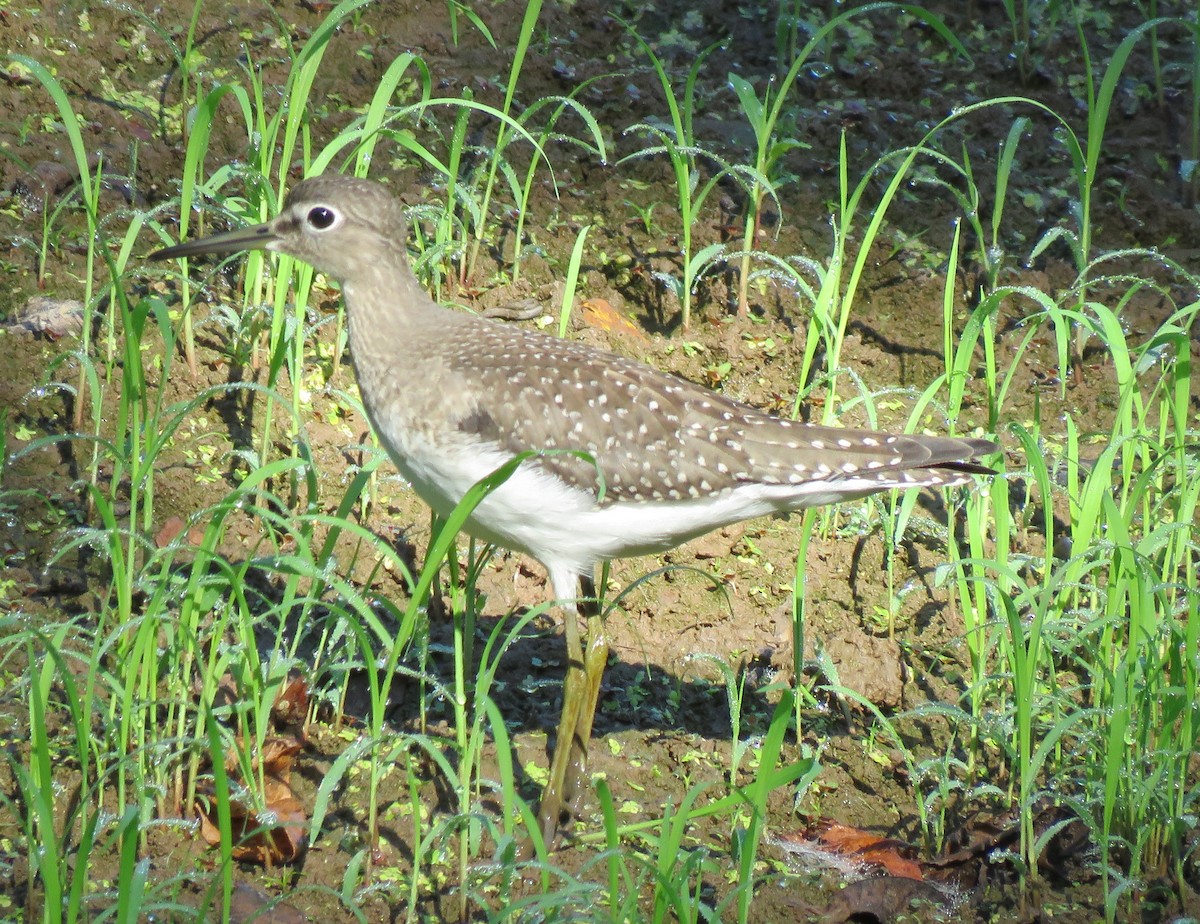 Solitary Sandpiper - ML640667362