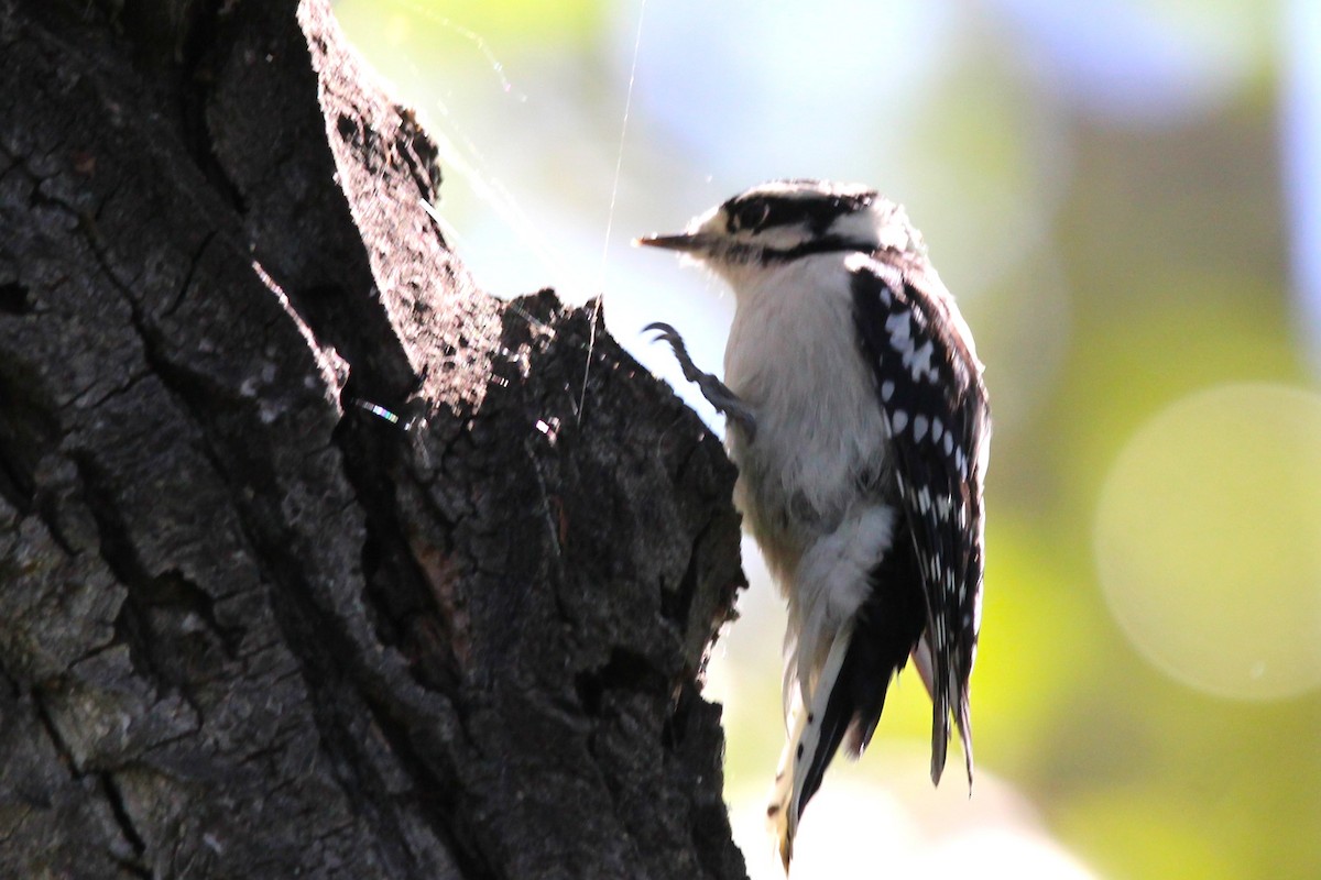Downy Woodpecker - ML640667366