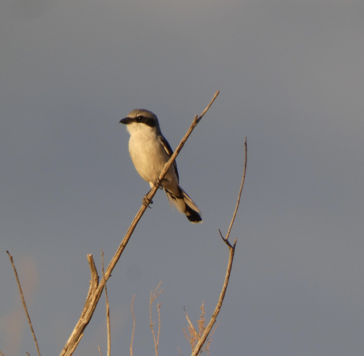Loggerhead Shrike - ML640667419