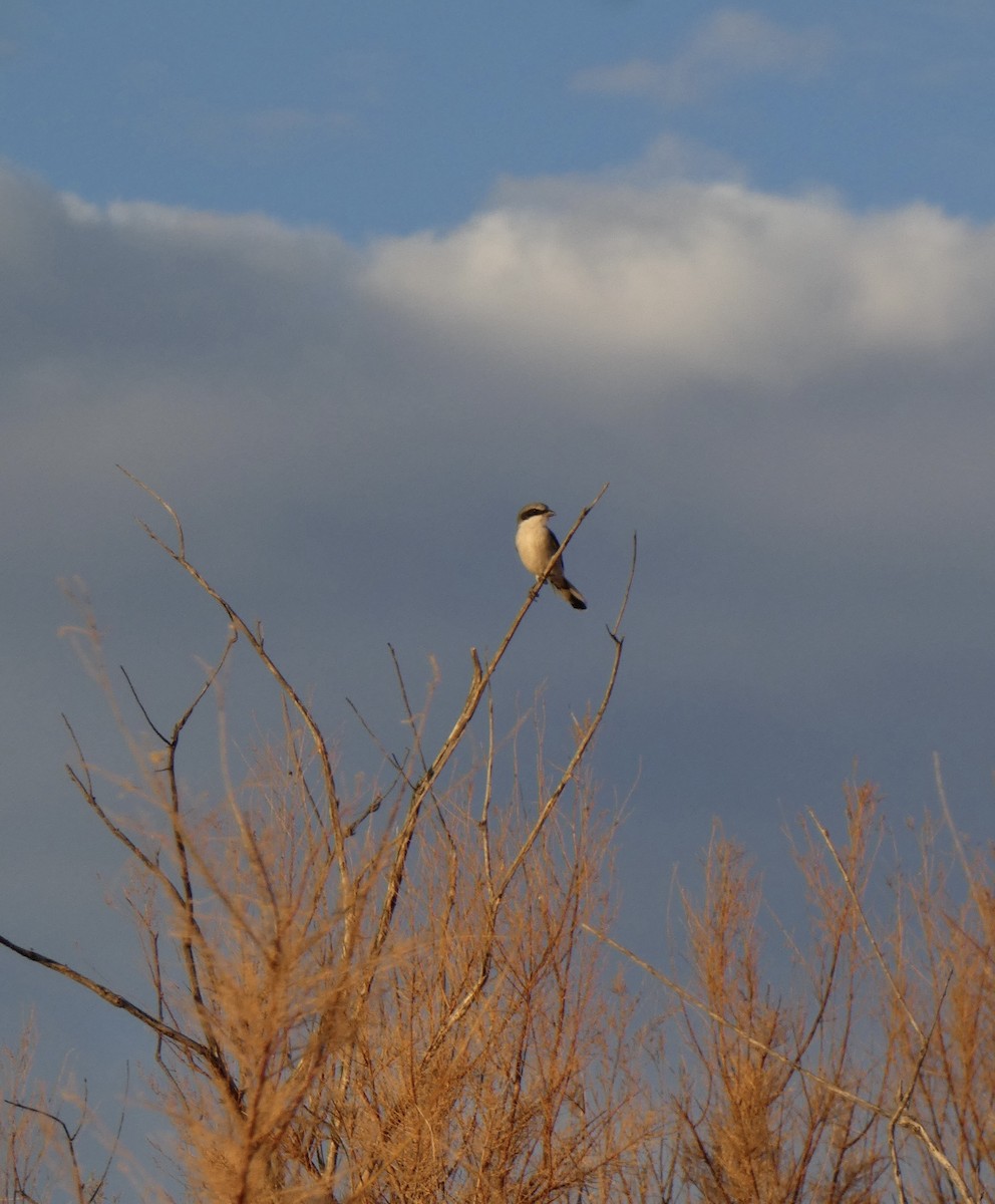 Loggerhead Shrike - ML640667439