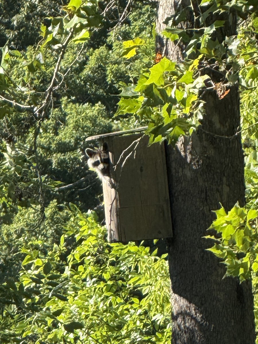 Raccoons - ML640667462