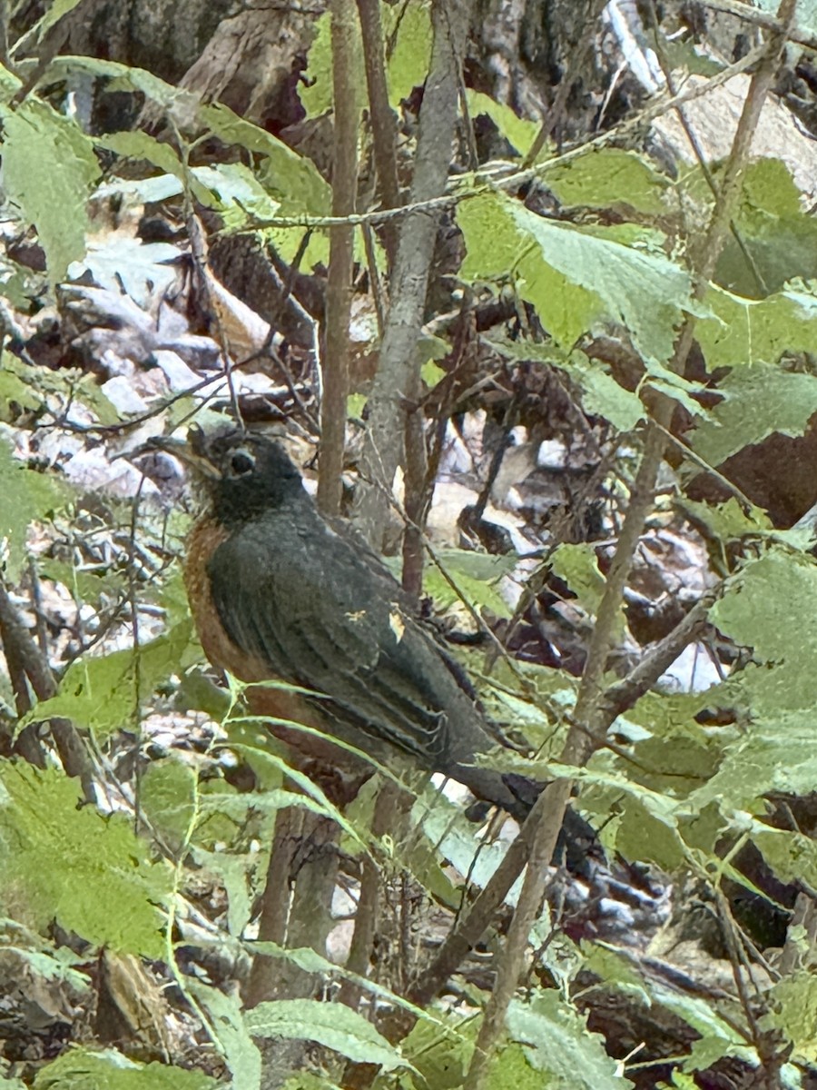 American Robin - ML640667467