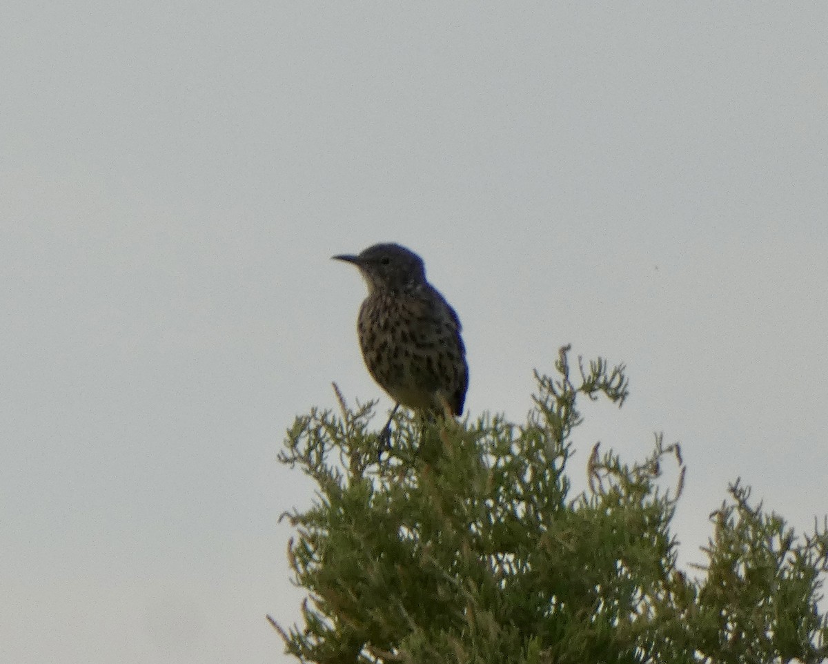 Sage Thrasher - ML640667481