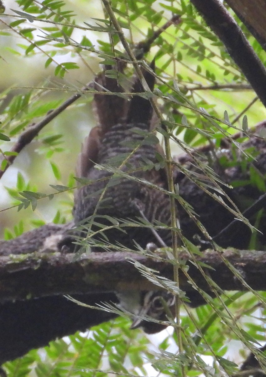 Riverside Wren - ML640667504