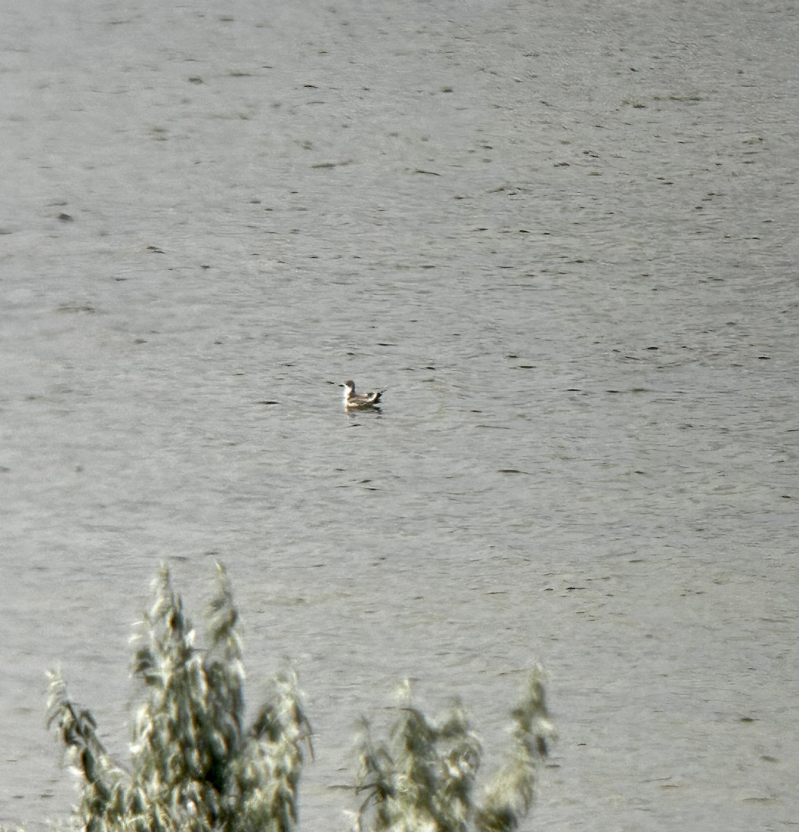 Sabine's Gull - ML640667515