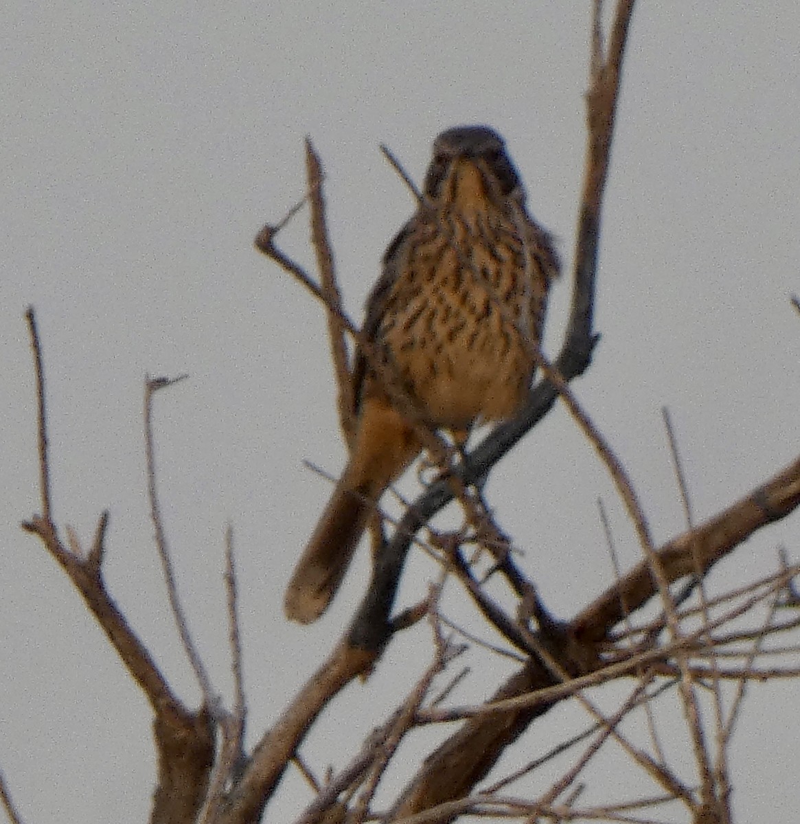 Sage Thrasher - ML640667539