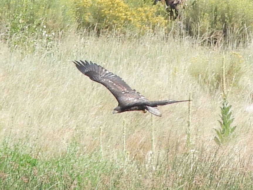 Bald Eagle - ML640667588