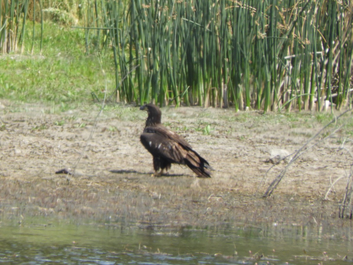 Bald Eagle - ML640667600