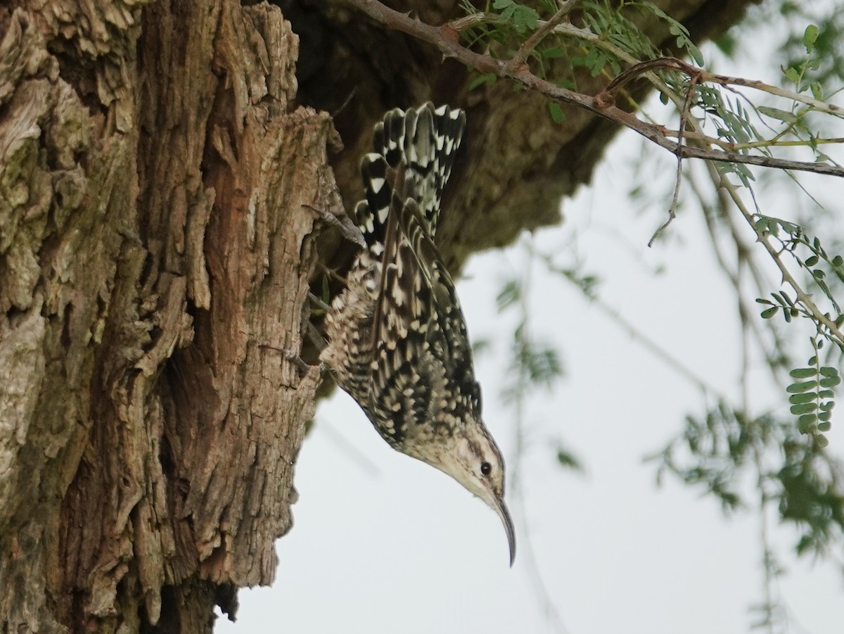 Indian Spotted Creeper - ML640667616